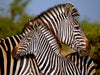 Zebra-Kleinfamilie, Afrika - CALVENDO Foto-Puzzle - calvendoverlag 29.99