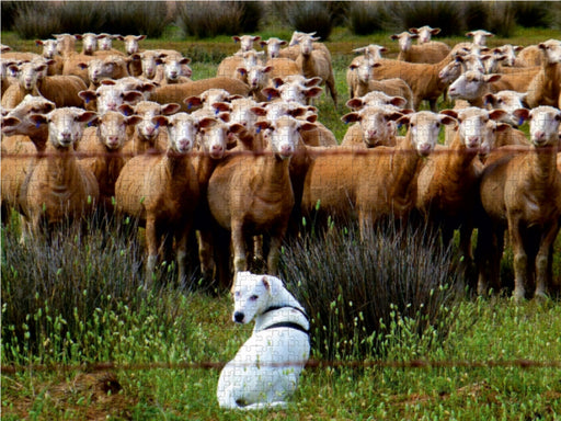 ...einmal Schafe zu hüten - CALVENDO Foto-Puzzle - calvendoverlag 29.99