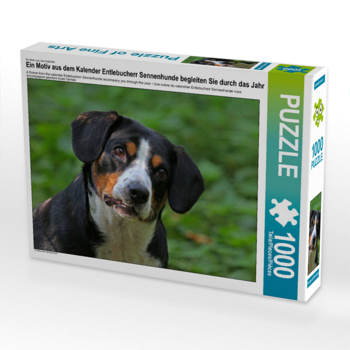 Entlebucherr Sennenhunde begleiten Sie durch das Jahr - CALVENDO Foto-Puzzle