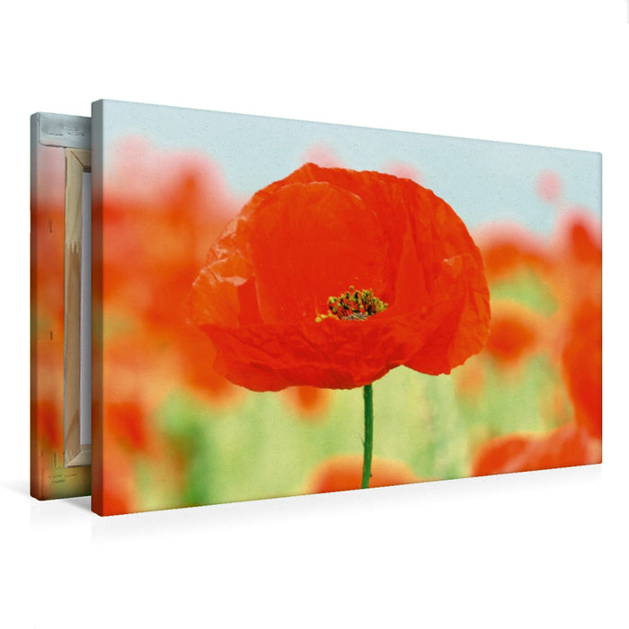 Toile textile premium Toile textile premium 75 cm x 50 cm paysage Coquelicots - un rêve en rouge 