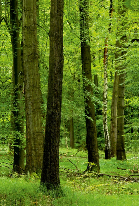 Premium Textil-Leinwand Premium Textil-Leinwand 80 cm x 120 cm  hoch Sommergrüner Wald