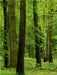 Sommergrüner Wald - CALVENDO Foto-Puzzle - calvendoverlag 29.99