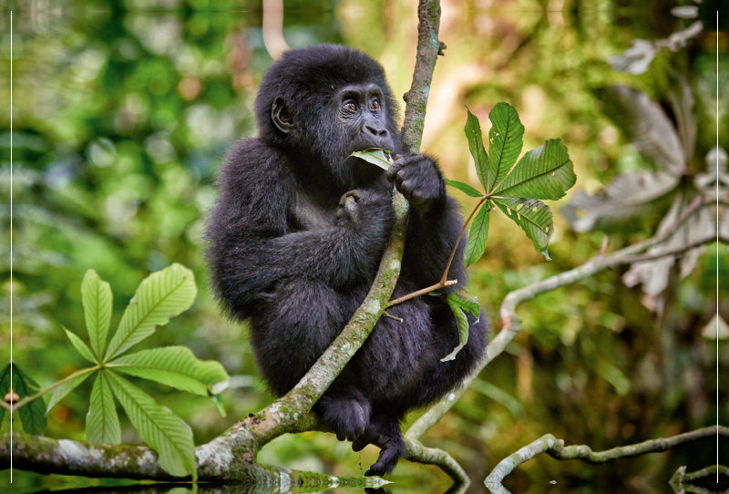 Premium Textil-Leinwand Premium Textil-Leinwand 120 cm x 80 cm quer süsser kleiner Berggorilla, Gorilla beringei beringei, Bwindi Impenetrable Nationalpark, Uganda, Afrika