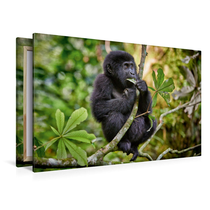 Premium Textil-Leinwand Premium Textil-Leinwand 120 cm x 80 cm quer süsser kleiner Berggorilla, Gorilla beringei beringei, Bwindi Impenetrable Nationalpark, Uganda, Afrika