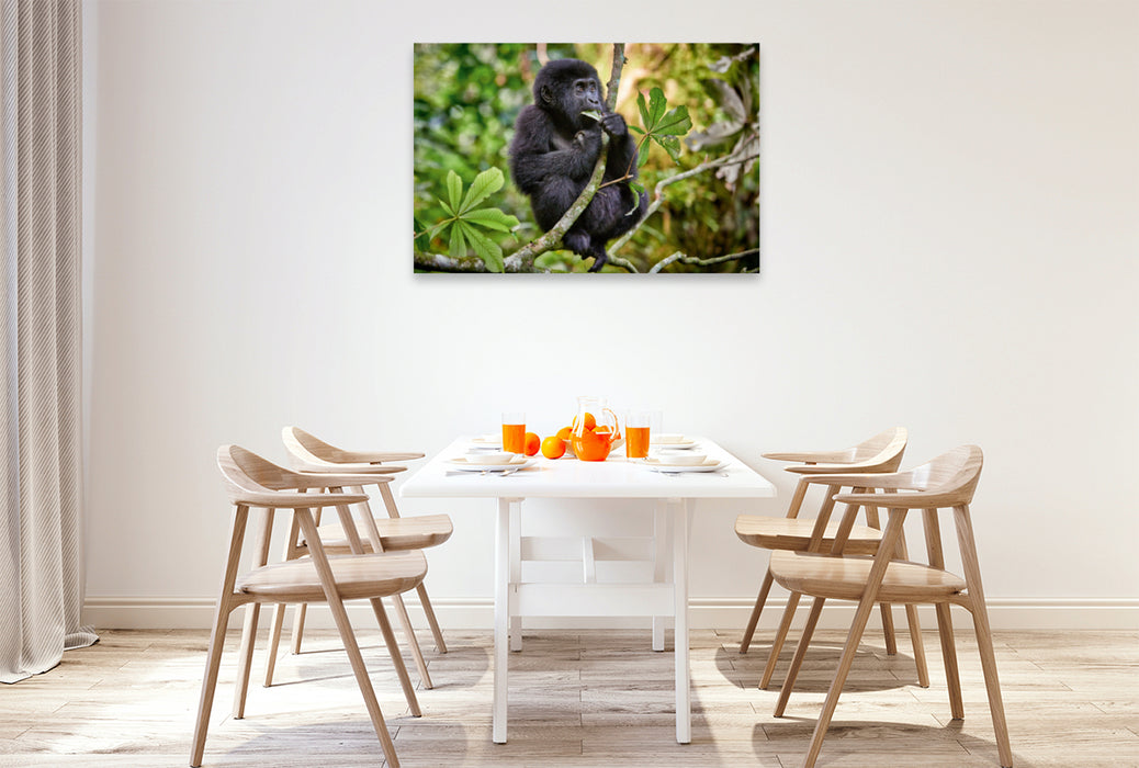 Premium Textil-Leinwand Premium Textil-Leinwand 120 cm x 80 cm quer süsser kleiner Berggorilla, Gorilla beringei beringei, Bwindi Impenetrable Nationalpark, Uganda, Afrika