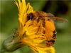 Hosenbiene auf Ferkelkraut - CALVENDO Foto-Puzzle - calvendoverlag 29.99