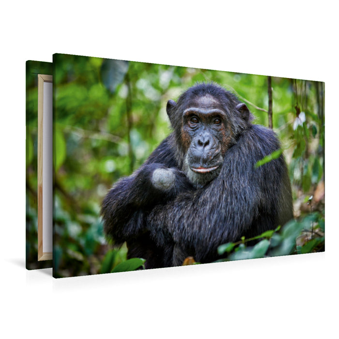 Premium Textil-Leinwand Premium Textil-Leinwand 120 cm x 80 cm quer Porträt eines wilden Schimpansen, Pan troglodytes, Kibale-Nationalpark, Fort Portal, Uganda, Afrika