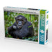 Porträt eines wilden Schimpansen, Pan troglodytes, Kibale-Nationalpark, Fort Portal, Uganda, Afrika - CALVENDO Foto-Puzzle - calvendoverlag 29.99