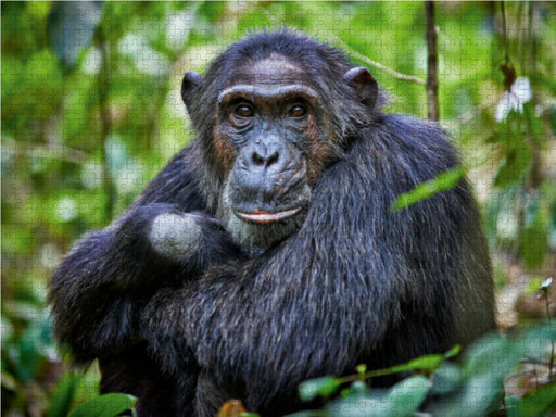 Porträt eines wilden Schimpansen, Pan troglodytes, Kibale-Nationalpark, Fort Portal, Uganda, Afrika - CALVENDO Foto-Puzzle - calvendoverlag 29.99