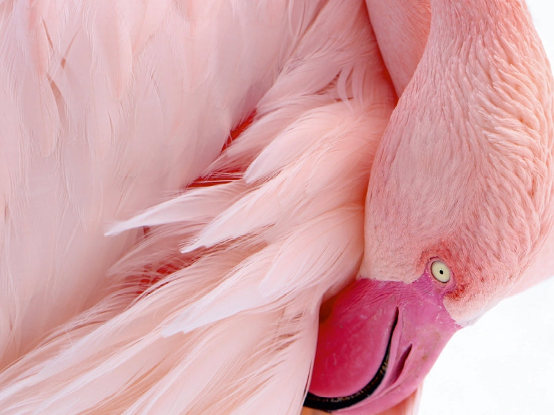Rosa Flamingo - CALVENDO Foto-Puzzle - calvendoverlag 29.99