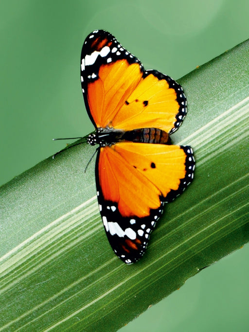 Schöner exotisch leuchtender Schmetterling - CALVENDO Foto-Puzzle - calvendoverlag 29.99