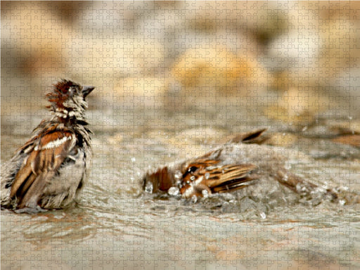 Zwei badende freche Spatzen - CALVENDO Foto-Puzzle - calvendoverlag 29.99