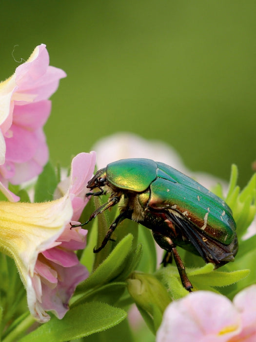 Rosenkäfer im Blütenrausch - CALVENDO Foto-Puzzle - calvendoverlag 29.99