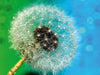 Pusteblume mit Tautropfen - CALVENDO Foto-Puzzle - calvendoverlag 29.99