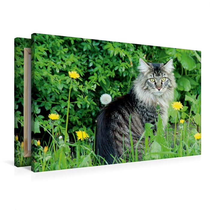 Premium Textil-Leinwand Premium Textil-Leinwand 90 cm x 60 cm quer Katzen - Maine Coon