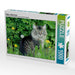 Katzen - Maine Coon - CALVENDO Foto-Puzzle - calvendoverlag 29.99