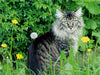 Katzen - Maine Coon - CALVENDO Foto-Puzzle - calvendoverlag 29.99