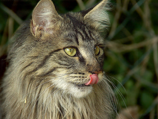 Katzen - Maine Coon - CALVENDO Foto-Puzzle - calvendoverlag 29.99