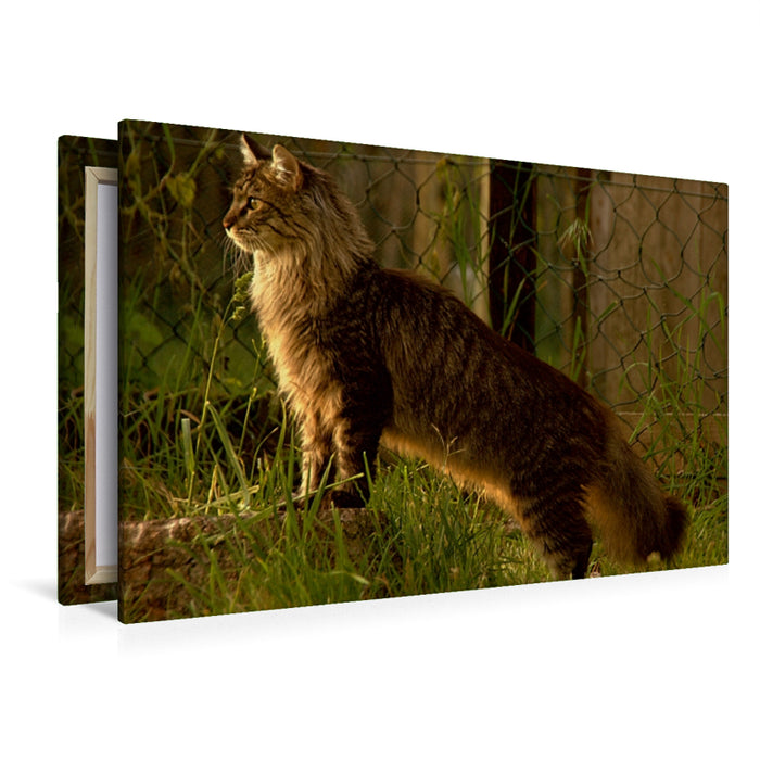 Premium Textil-Leinwand Premium Textil-Leinwand 120 cm x 80 cm quer Katzen - Maine Coon