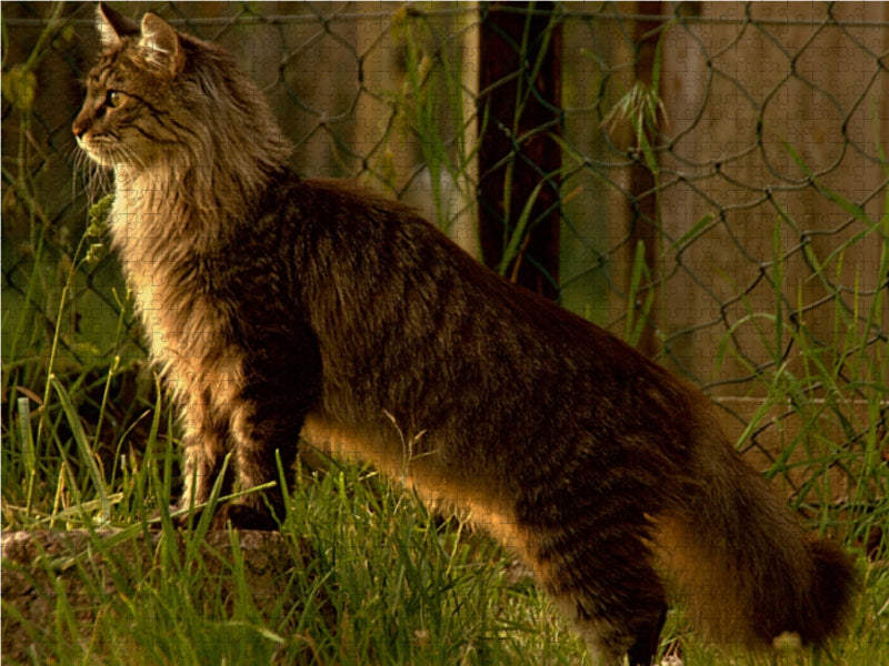 Katzen - Maine Coon - CALVENDO Foto-Puzzle - calvendoverlag 29.99