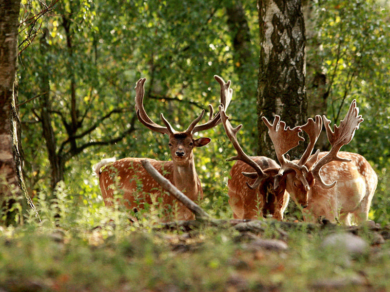 Damhirsche - CALVENDO Foto-Puzzle - calvendoverlag 29.99