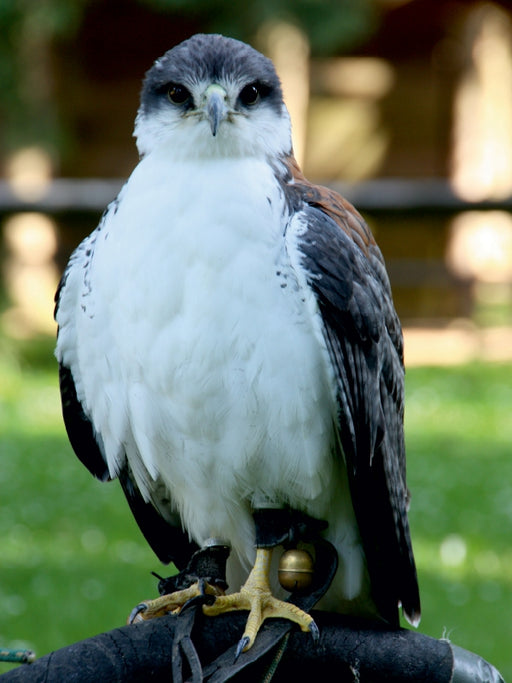 Greifvögel - Rotrückenbussard - CALVENDO Foto-Puzzle - calvendoverlag 29.99