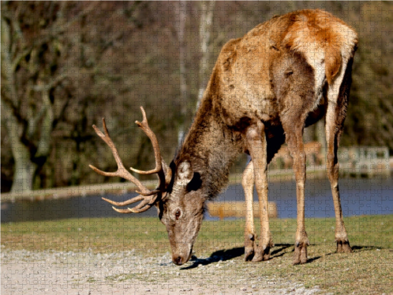 Könige des Waldes - Hirsche - CALVENDO Foto-Puzzle - calvendoverlag 29.99