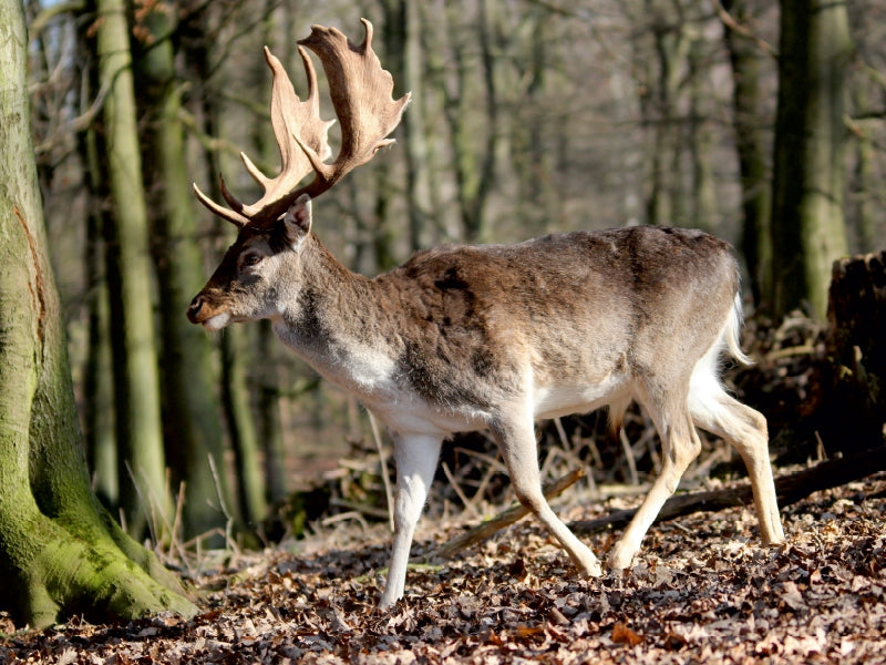 Könige des Waldes- Hirsche - CALVENDO Foto-Puzzle - calvendoverlag 29.99