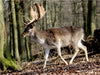 Könige des Waldes- Hirsche - CALVENDO Foto-Puzzle - calvendoverlag 29.99