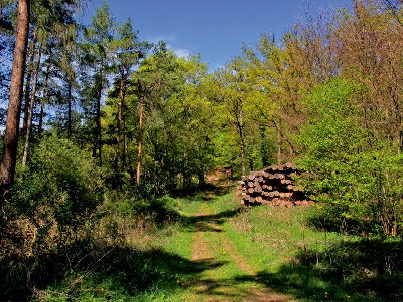 Herrlicher Waldweg - CALVENDO Foto-Puzzle - calvendoverlag 29.99