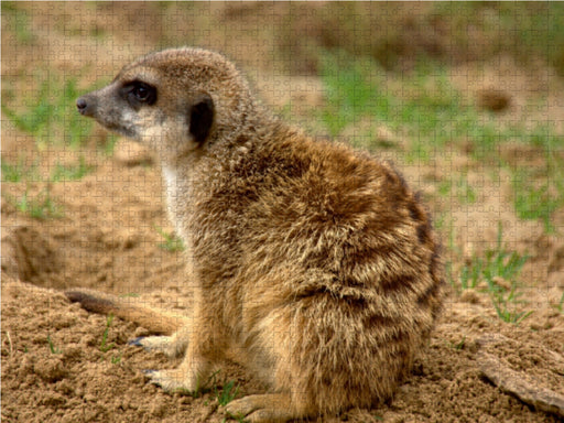 Erdmännchen - CALVENDO Foto-Puzzle - calvendoverlag 29.99