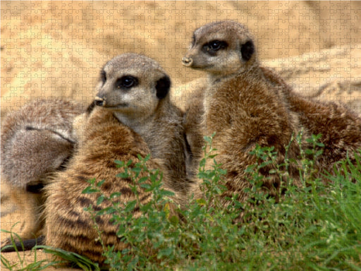 Aneinander kuscheln lieben Erdmännchen - CALVENDO Foto-Puzzle - calvendoverlag 29.99