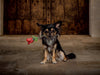 Chihuahuas Rose - CALVENDO Foto-Puzzle - calvendoverlag 29.99