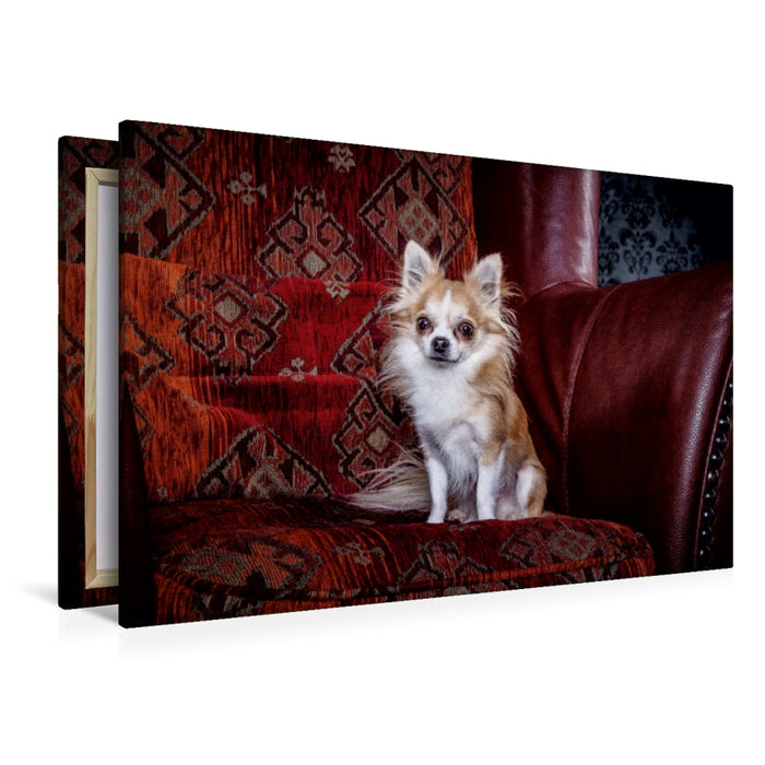 Premium Textil-Leinwand Premium Textil-Leinwand 120 cm x 80 cm quer Chihuahuas - Cool & nett