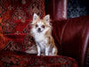 Chihuahuas - Cool & nett - CALVENDO Foto-Puzzle - calvendoverlag 29.99