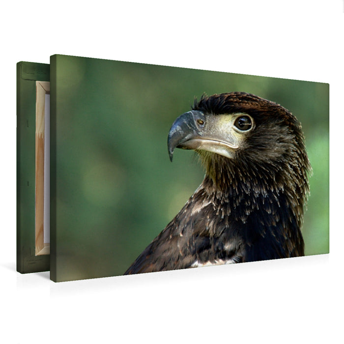 Toile textile premium Toile textile premium 75 cm x 50 cm paysage oiseaux de proie - Aigle tacheté d'Afrique 