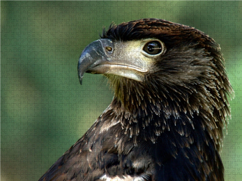 Greifvögel - Afrikanischer Schreiseeadler - CALVENDO Foto-Puzzle - calvendoverlag 29.99