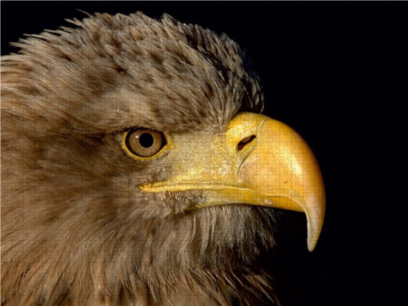 Greifvögel - Seeadler - CALVENDO Foto-Puzzle - calvendoverlag 29.99