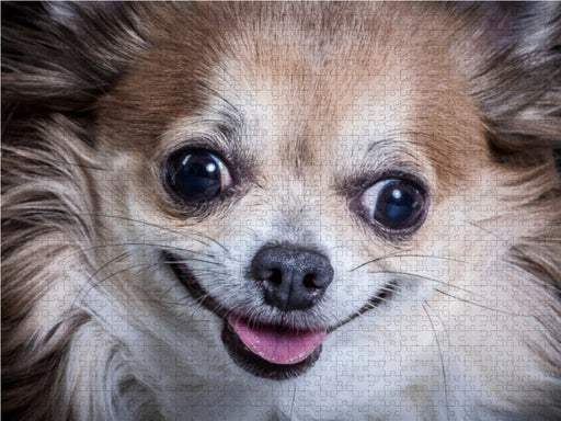 Lachender Chihuahua - CALVENDO Foto-Puzzle - calvendoverlag 29.99