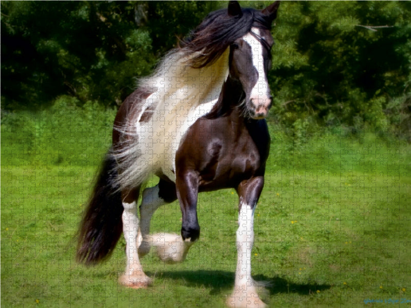 Gypsy Horses - CALVENDO Foto-Puzzle - calvendoverlag 29.99