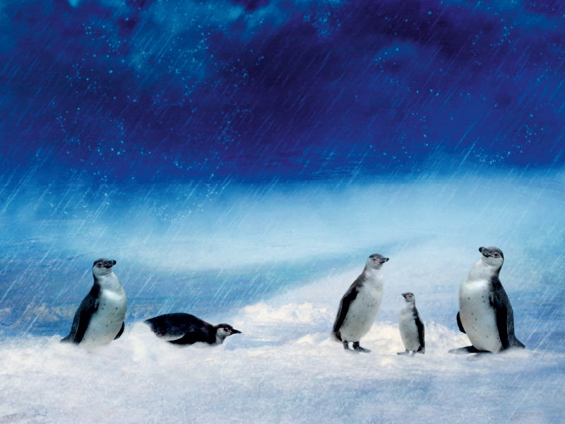 Lustige Pinguinfamilie im Schneesturm - CALVENDO Foto-Puzzle - calvendoverlag 29.99