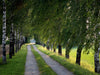 Grüne Birken Allee - CALVENDO Foto-Puzzle - calvendoverlag 29.99