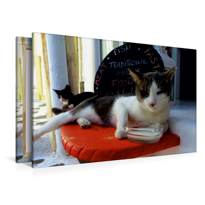 Premium Textil-Leinwand Premium Textil-Leinwand 120 cm x 80 cm quer Milchtrinkende Katze vor Taverne