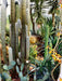 Exotische Pflanzenwelt - CALVENDO Foto-Puzzle - calvendoverlag 29.99