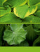 Grüne Blätter - CALVENDO Foto-Puzzle - calvendoverlag 29.99