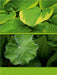 Grüne Blätter - CALVENDO Foto-Puzzle - calvendoverlag 29.99