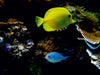 Wunderbare Unterwasserwelt - CALVENDO Foto-Puzzle - calvendoverlag 29.99