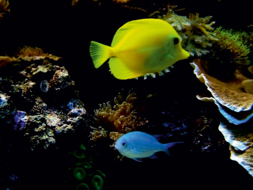 Wunderbare Unterwasserwelt - CALVENDO Foto-Puzzle - calvendoverlag 29.99