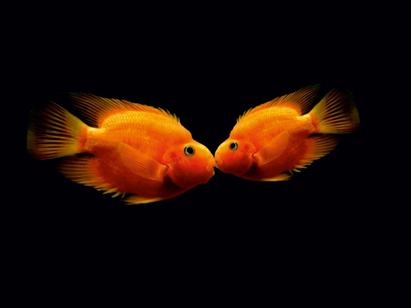 Der Kuss zweier Fische - CALVENDO Foto-Puzzle - calvendoverlag 29.99