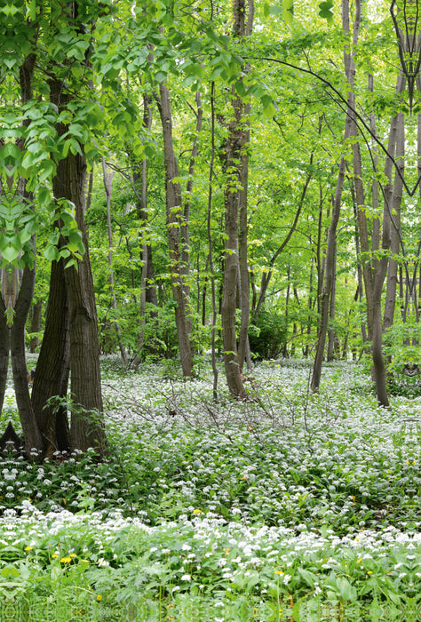 Premium Textil-Leinwand Premium Textil-Leinwand 80 cm x 120 cm  hoch Bärlauchwald. Landschaft im Havelland.